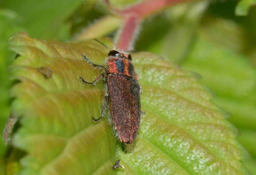 Buprestidae:  Anthaxia manca ?  S !